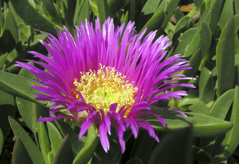 Carpobrotus edulis.09