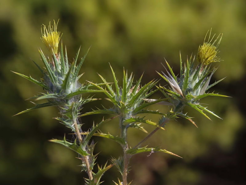 Carthamus lanatus.03