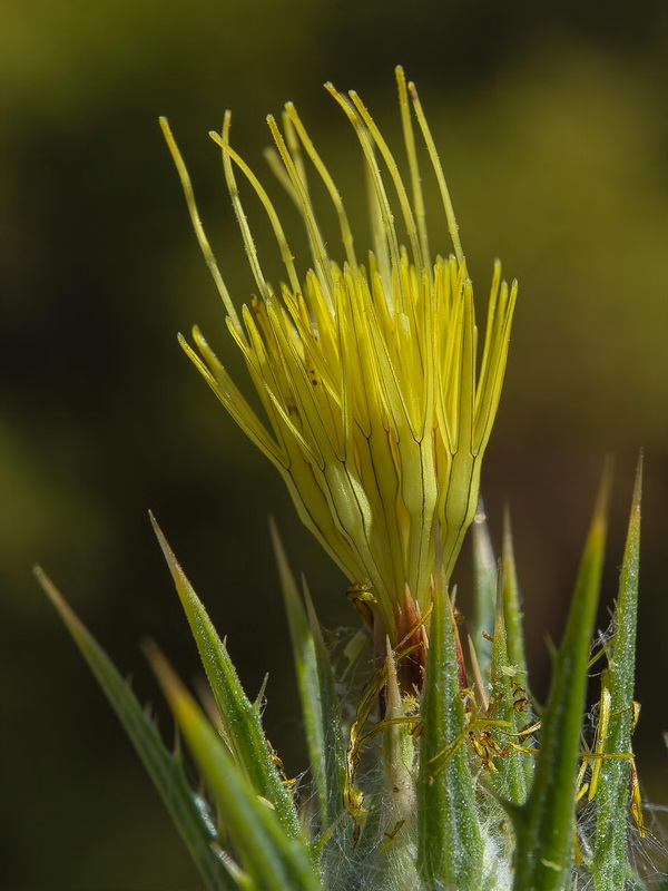 Carthamus lanatus.01