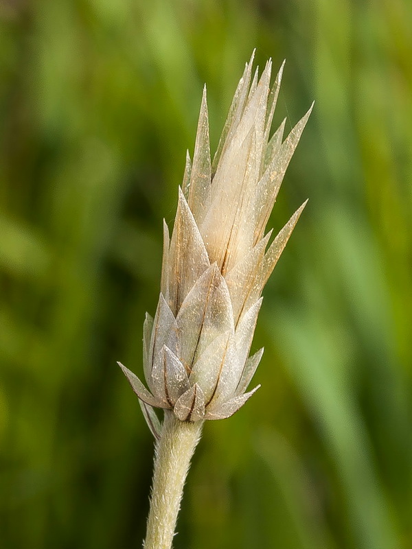 Catananche lutea.06