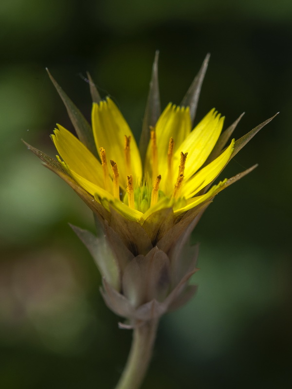 Catananche lutea.13