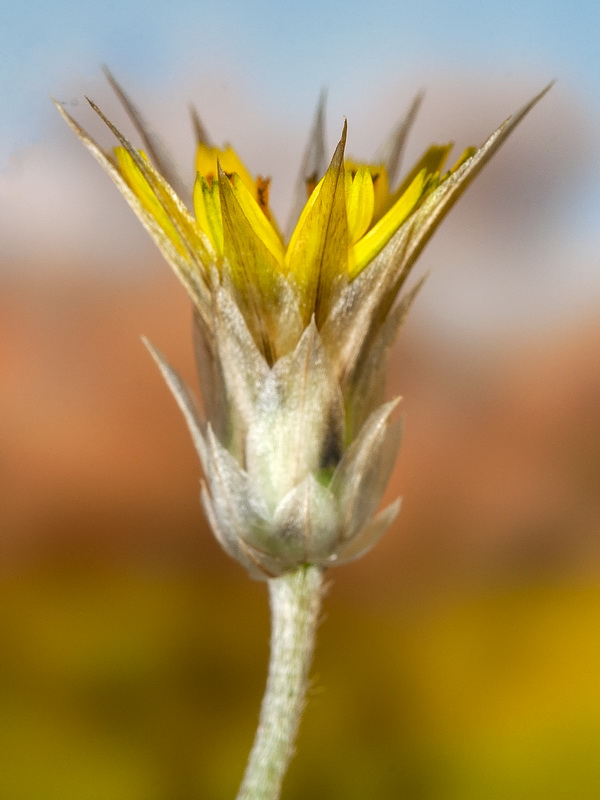 Catananche lutea.14