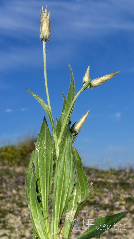 Catananche lutea.24