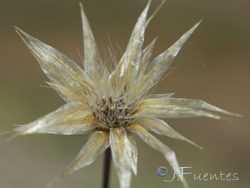 Catananche lutea.30