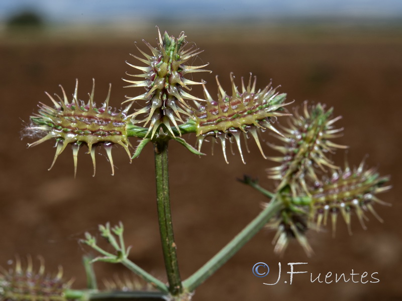 Caucalis platycarpos 2.04