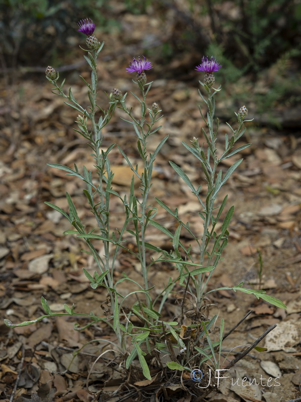 Centaurea alba alba.07