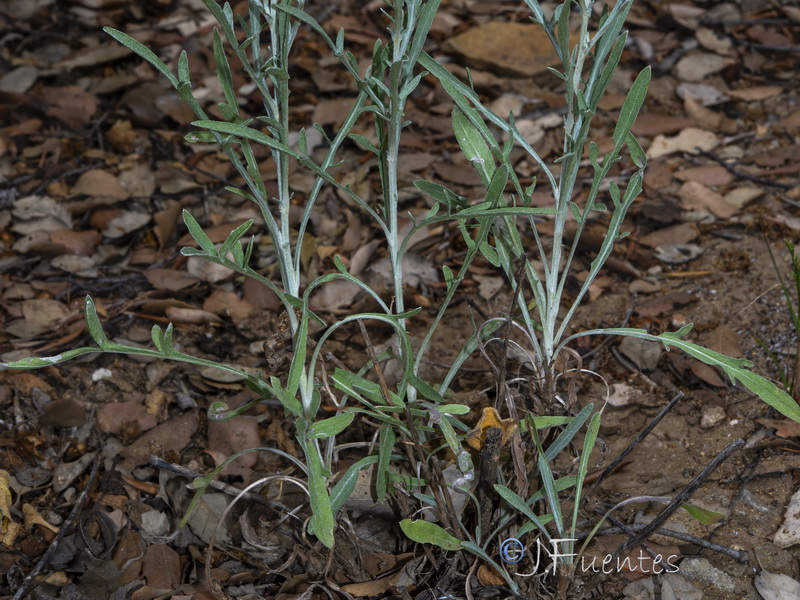 Centaurea alba alba.08