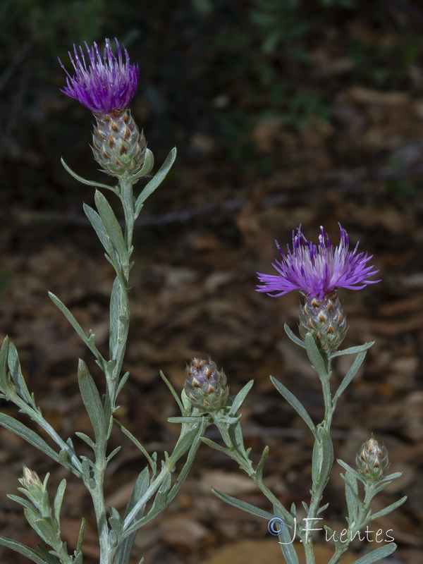 Centaurea alba alba.10