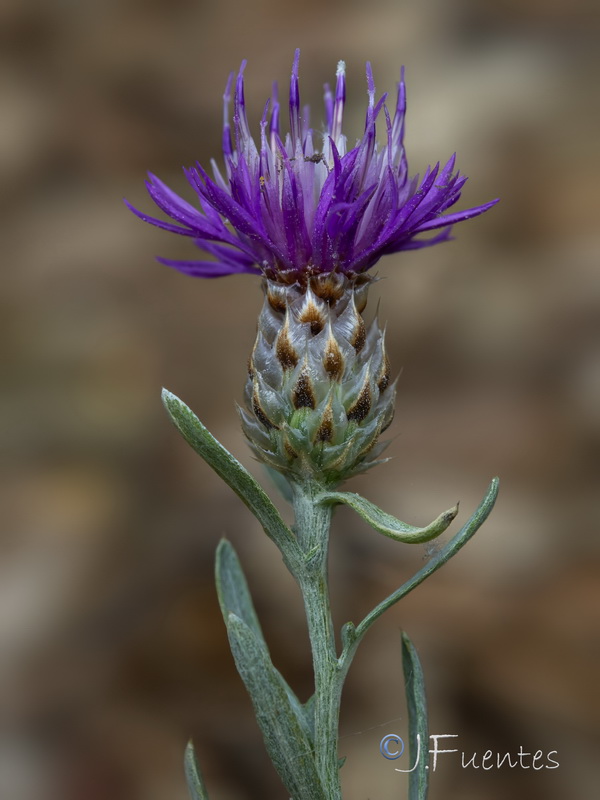 Centaurea alba alba.05