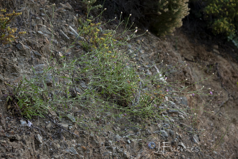 Centaurea alba tartesiana.15