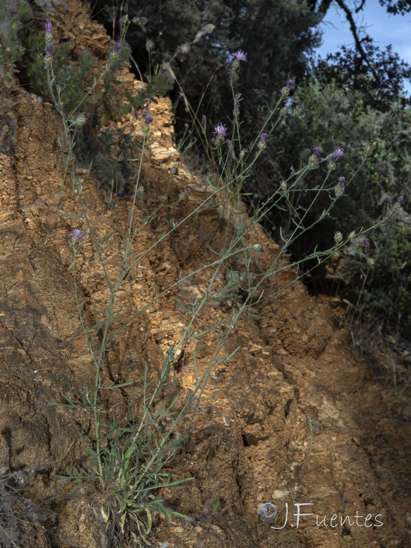 Centaurea alba tartesiana.16