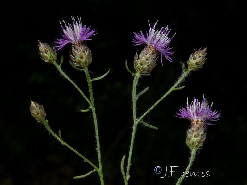 Centaurea alba tartesiana.19