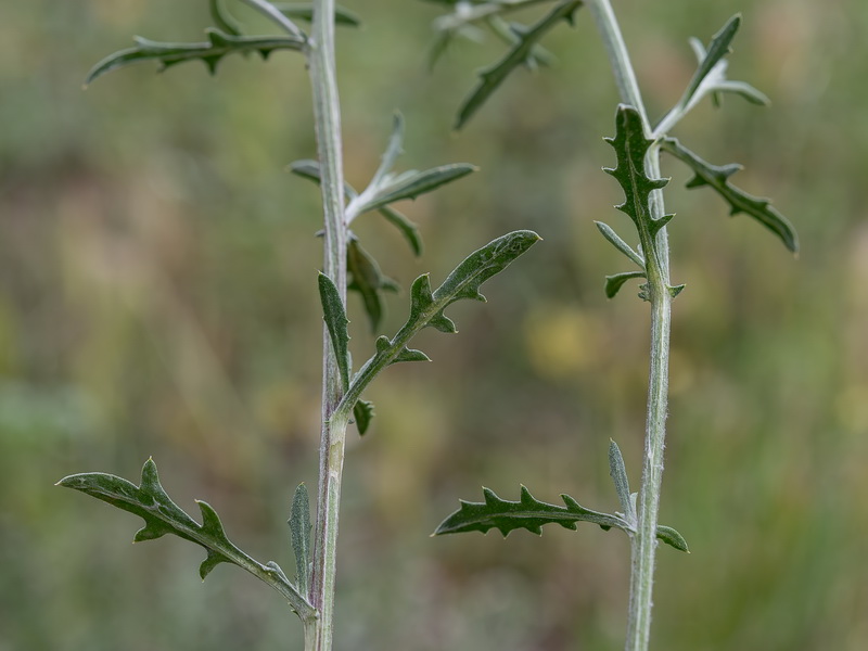 Centaurea aspera aspera.05