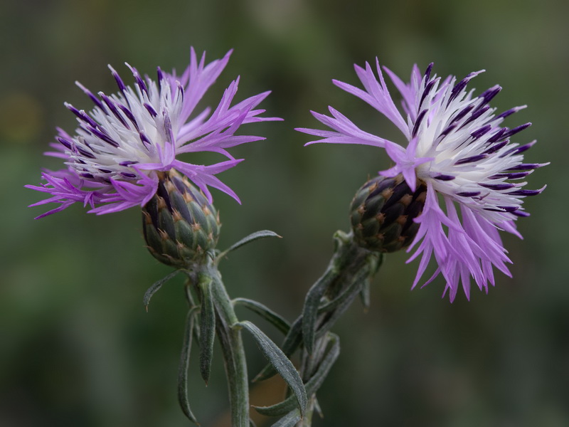 Centaurea aspera aspera.07