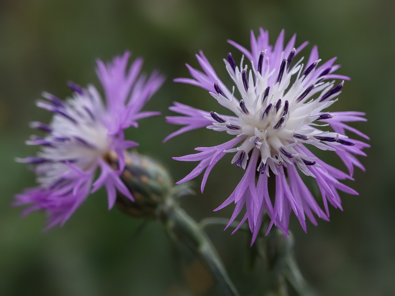 Centaurea aspera aspera.10