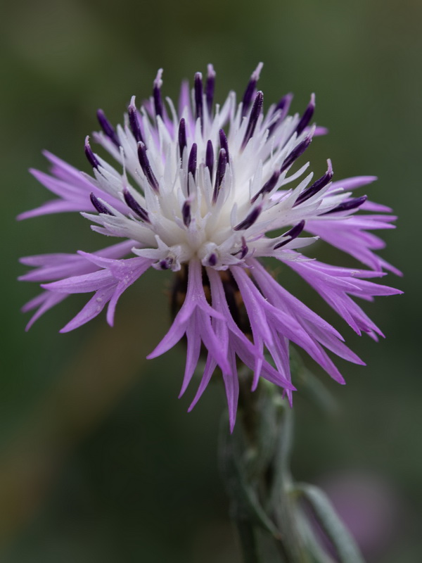 Centaurea aspera aspera.28