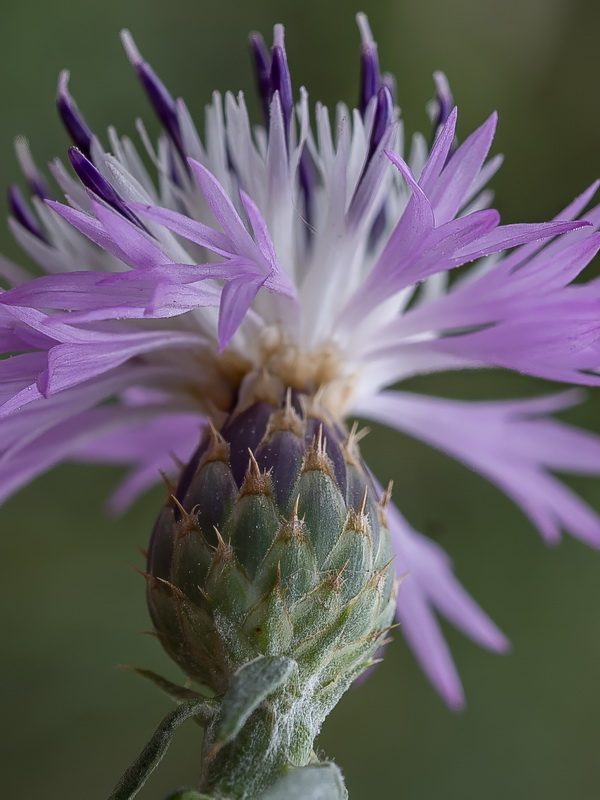 Centaurea aspera aspera.30