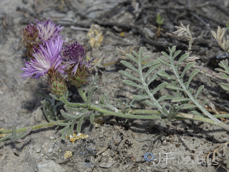 Centaurea bboissieri boissieri .21