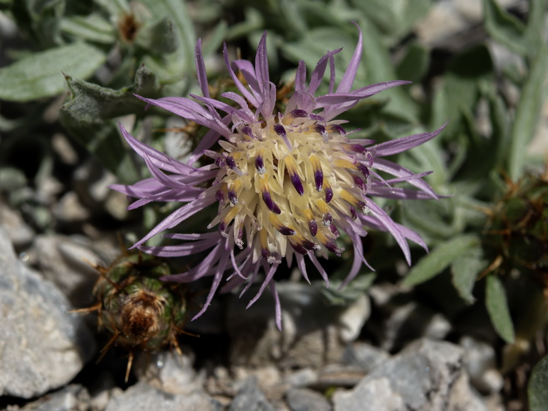 Centaurea boissieri boissieri.18