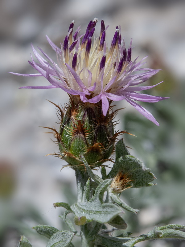 Centaurea boissieri boissieri.04