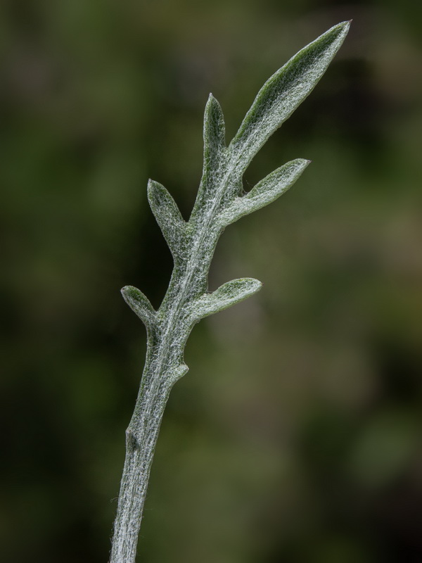 Centaurea boissieri boissieri.02