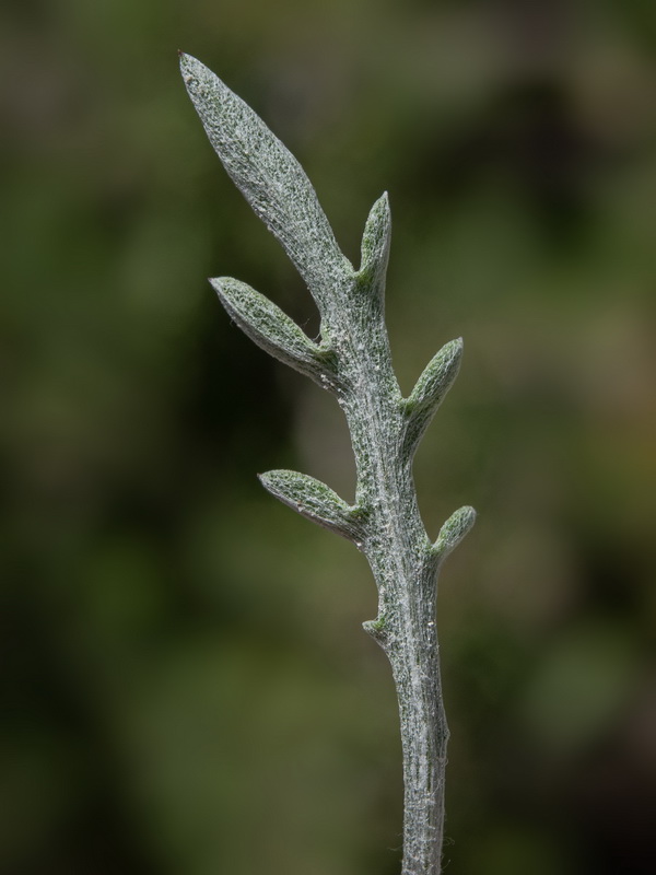 Centaurea bboissieri boissieri .30