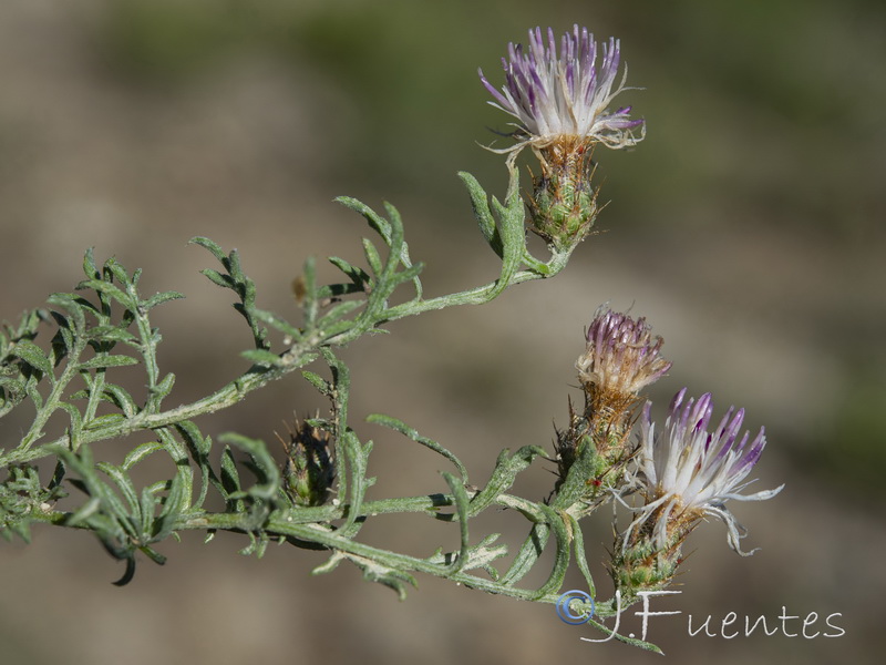 Centaurea boissieri prostrata.06