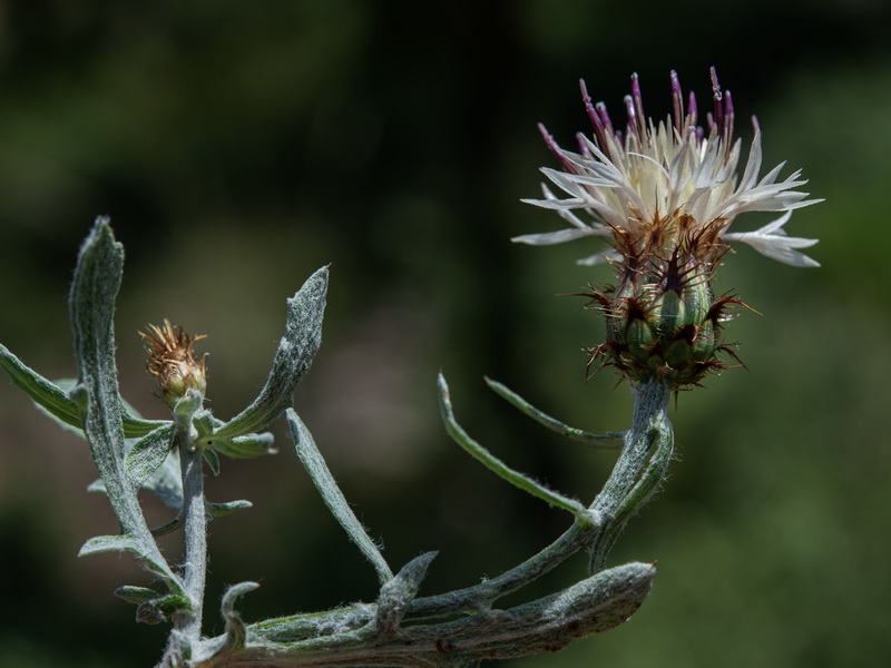 Centaurea boissieri funkii.29