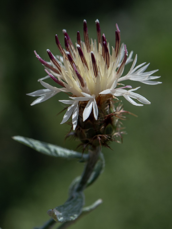 Centaurea boissierii funkii.19