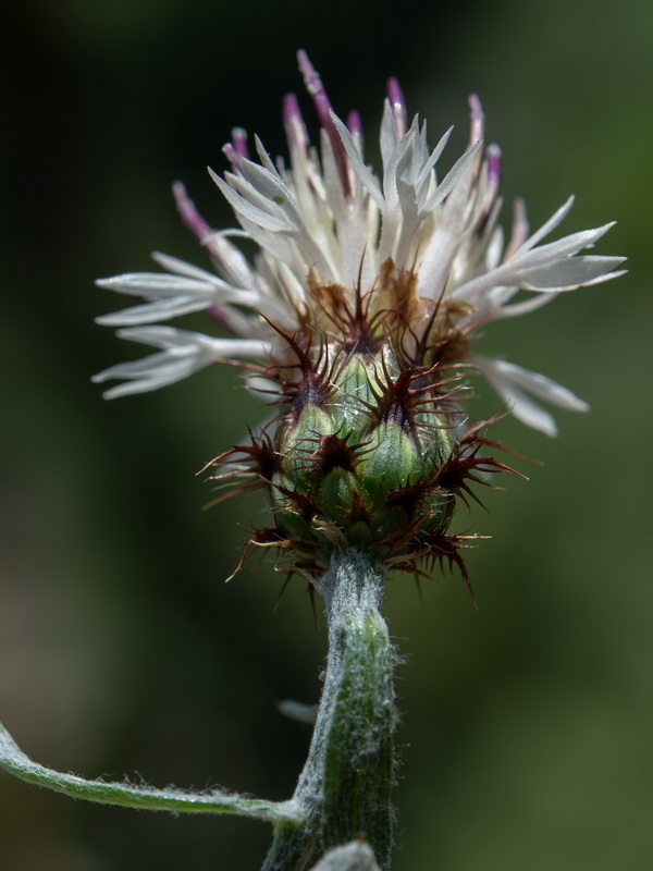 Centaurea boissierii funkii.11