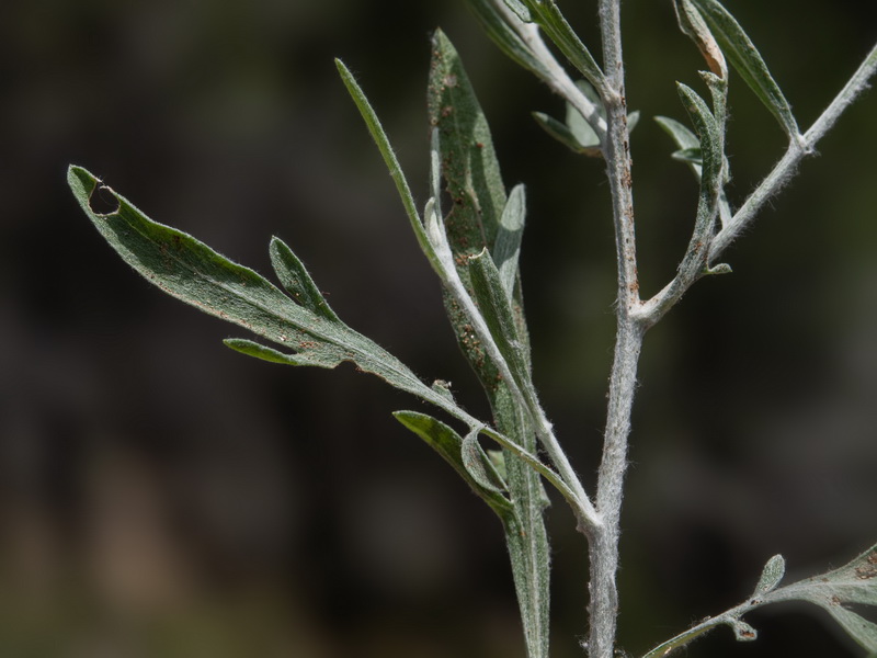 Centaurea carratracensis.03