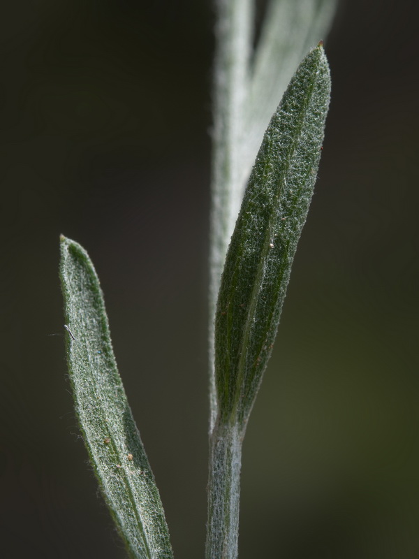 Centaurea carratracensis.31