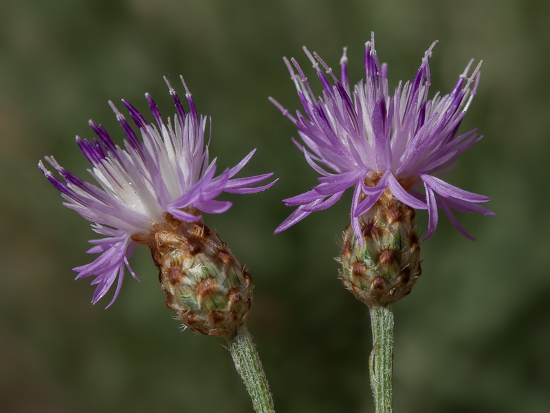 Centaurea carratracensis.33