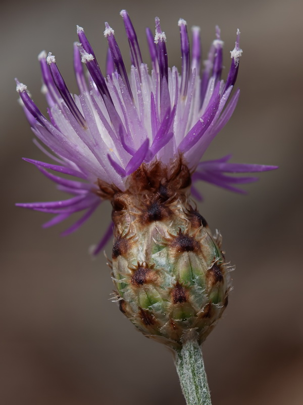 Centaurea carratracensis.35