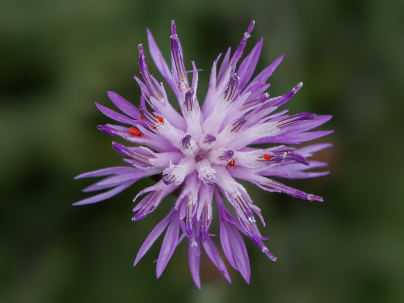 Centaurea carratracensis.17