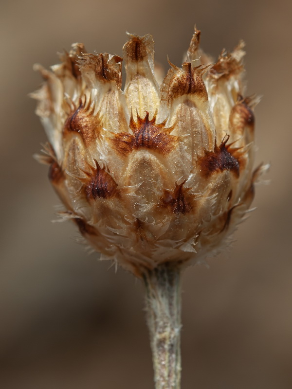 Centaurea carratracensis.39