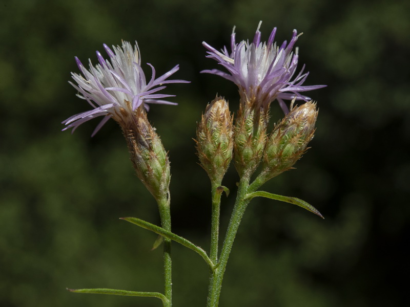 Centaurea castellanoides castellanoides.17