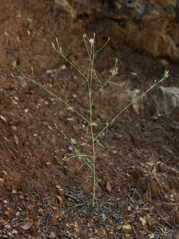 Centaurea castellanoides castellanoides.30