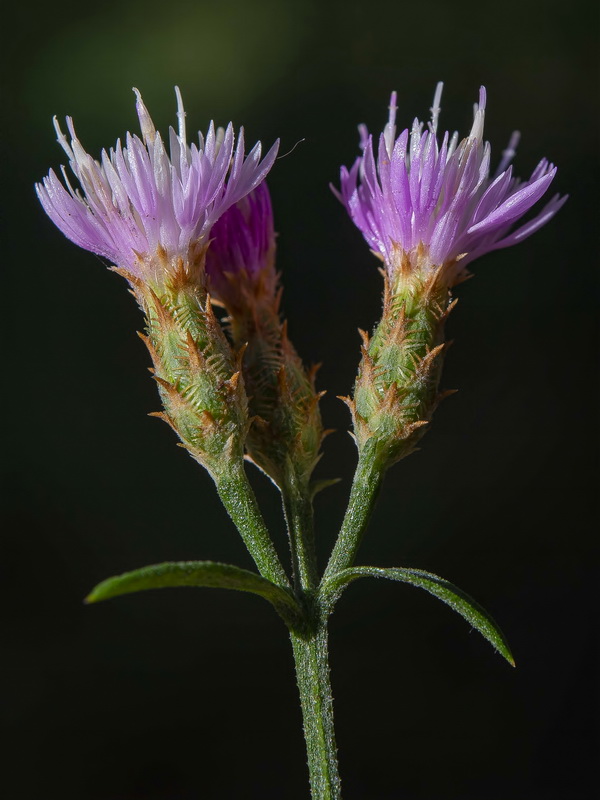 Centaurea castellanoides castellanoides.29