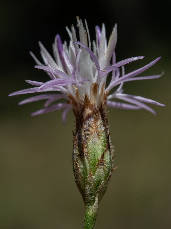 Centaurea castellanoides castellanoides.25