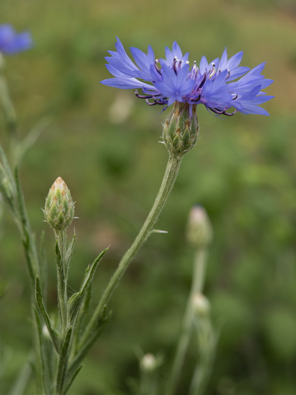 Centaurea cyanus.14