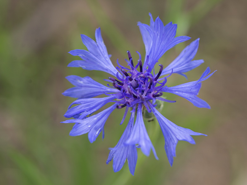 Centaurea cyanus.21