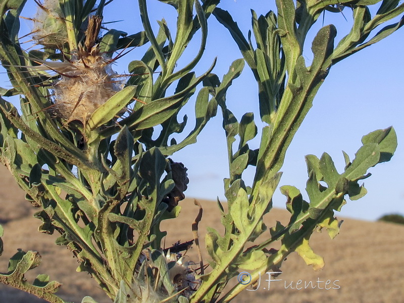 Centaurea eriophora.03