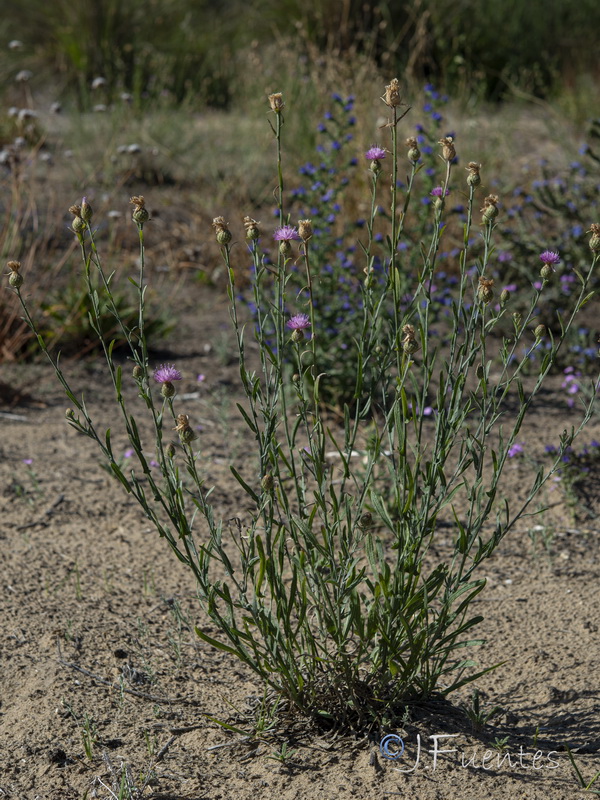 Centaurea exarata.12