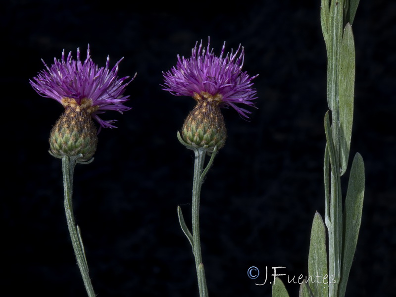 Centaurea exarata.16