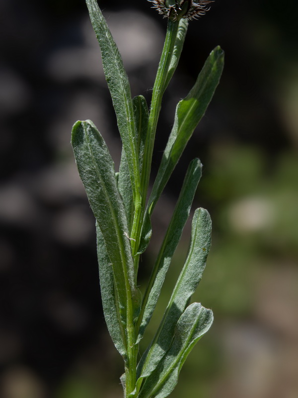 Centaurea graminifolia.25