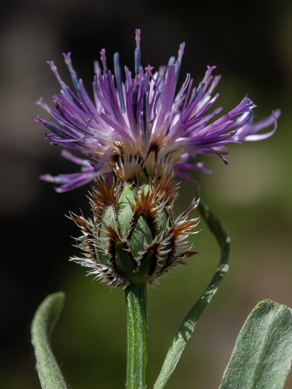 Centaurea graminifolia.26