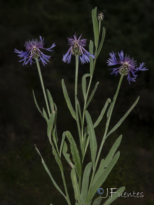 Centaurea graminifolia.27