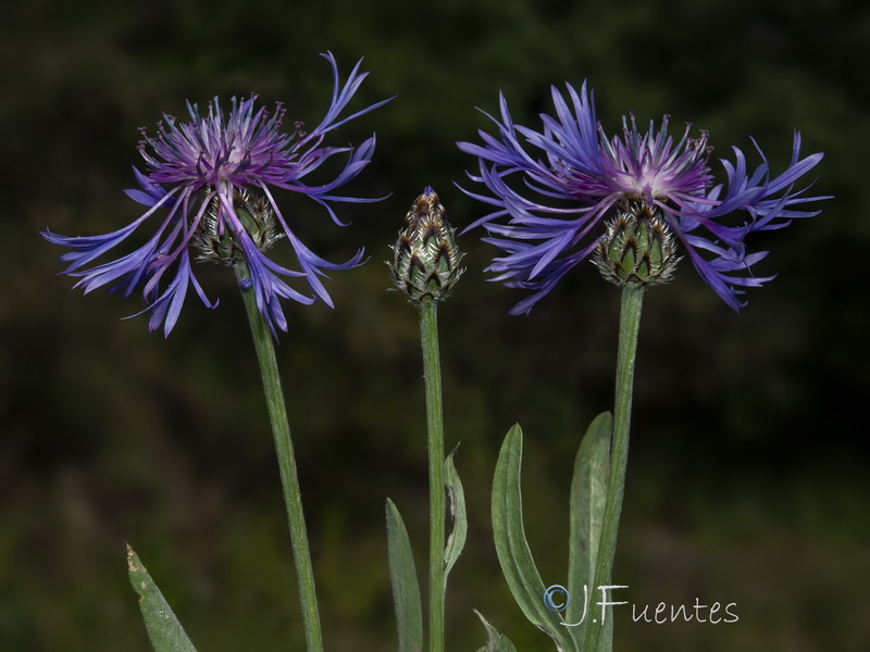 Centaurea graminifolia.29