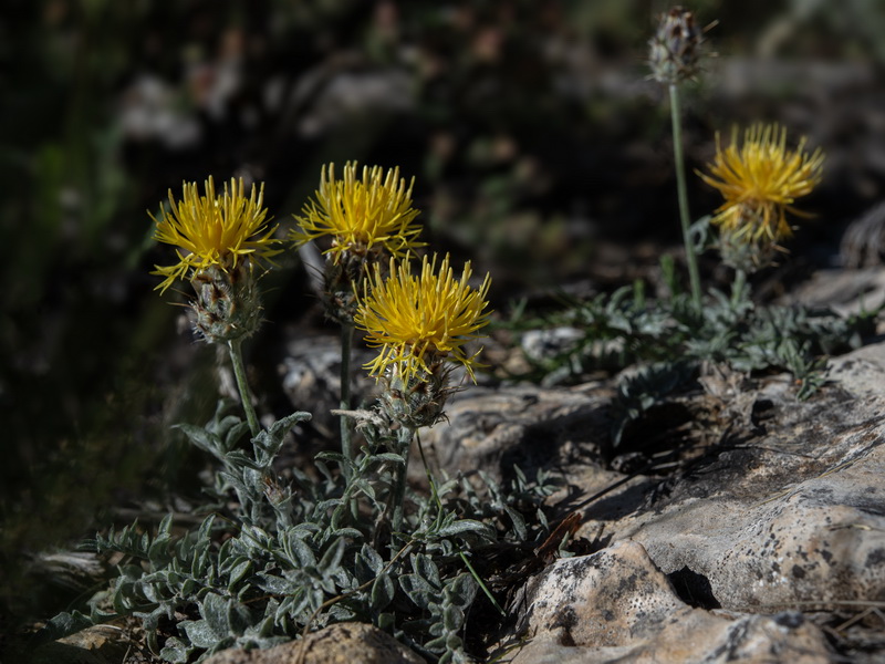 Centaurea granatensis.03